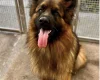 German Shepherd (Alsatian)