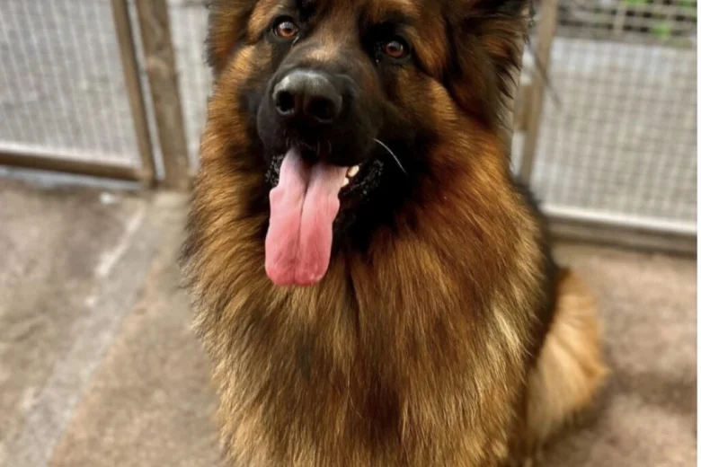 German Shepherd (Alsatian)
