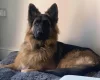 German Shepherd (Alsatian)