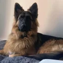 German Shepherd (Alsatian)