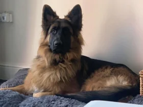 German Shepherd (Alsatian)