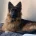 German Shepherd (Alsatian)