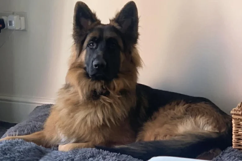 German Shepherd (Alsatian)