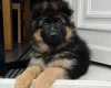 German Shepherd (Alsatian)