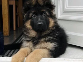 German Shepherd (Alsatian)