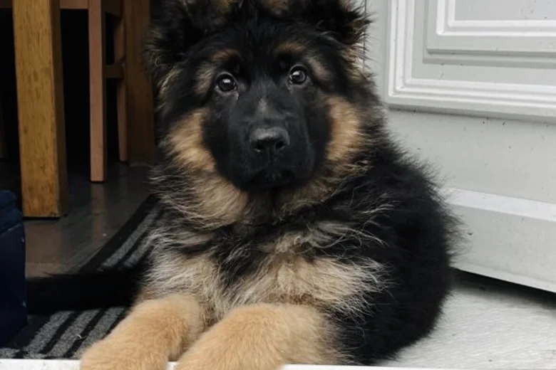 German Shepherd (Alsatian)
