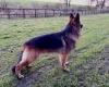 German Shepherd (Alsatian)