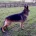 German Shepherd (Alsatian)