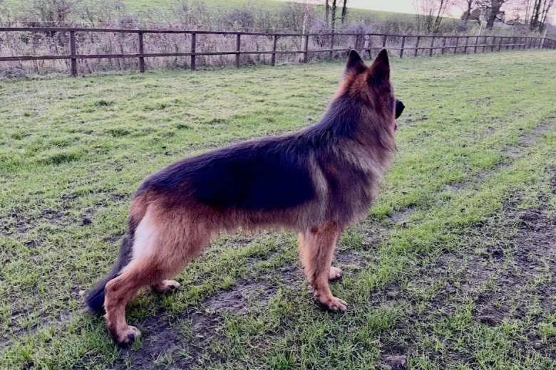 German Shepherd (Alsatian)