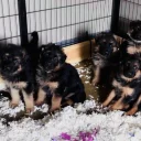 German Shepherd (Alsatian)