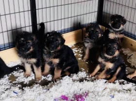 German Shepherd (Alsatian)
