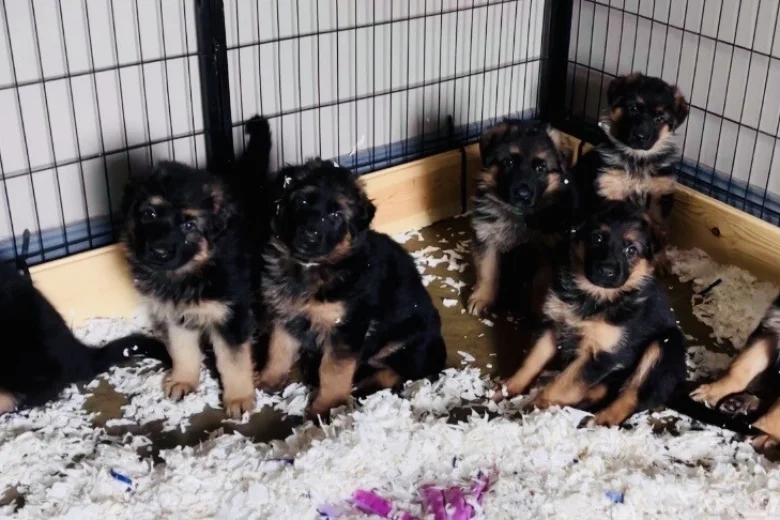 German Shepherd (Alsatian)