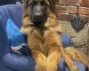 German Shepherd (Alsatian)