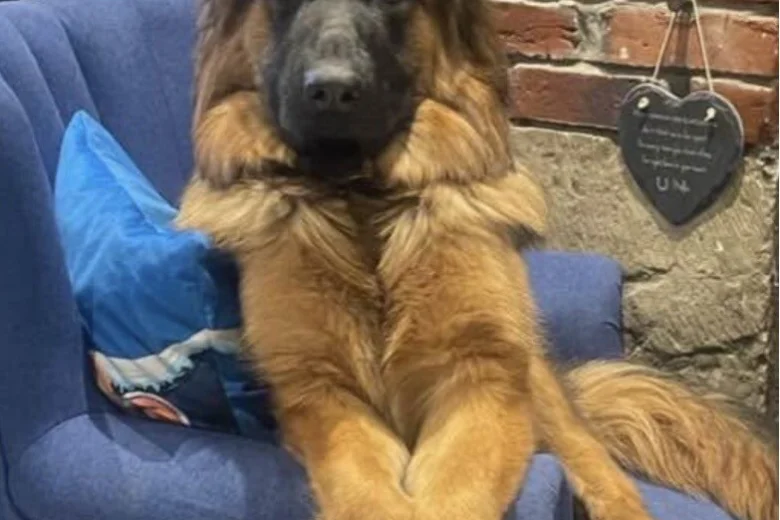 German Shepherd (Alsatian)