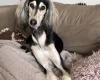 Saluki
