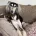 Saluki