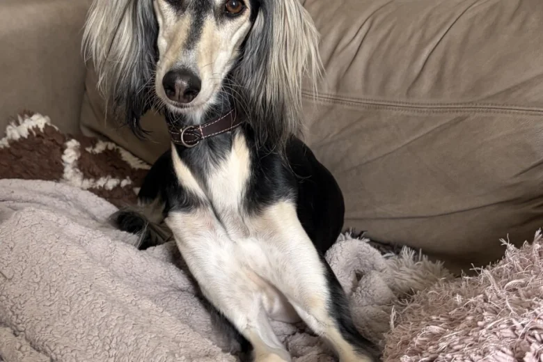Saluki