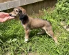Saluki