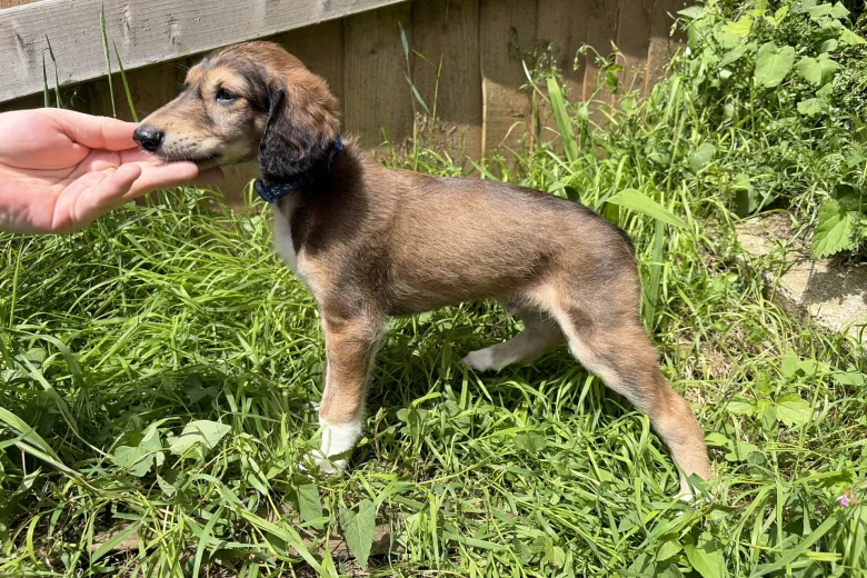 Saluki