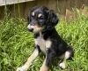 Saluki