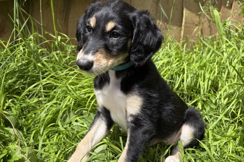 Saluki