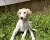 Saluki