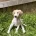Saluki