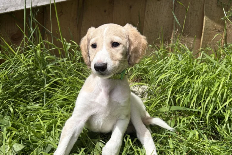 Saluki