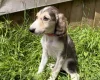 Saluki