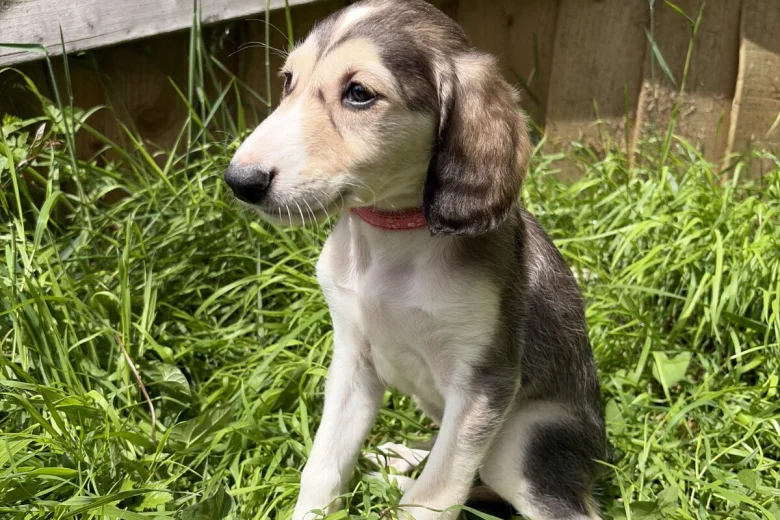 Saluki