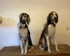 Saluki