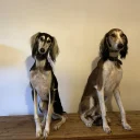 Saluki