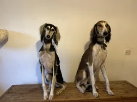 Saluki