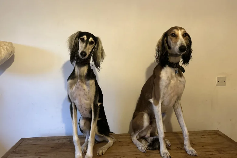 Saluki