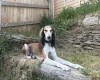 Saluki