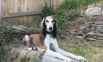 Saluki