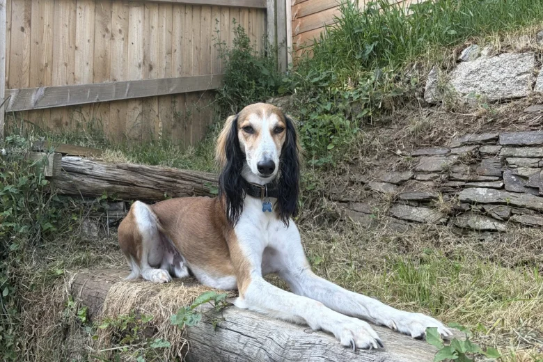 Saluki