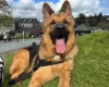 German Shepherd (Alsatian)
