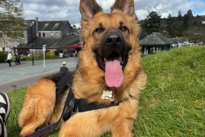 German Shepherd (Alsatian)