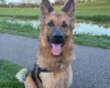 German Shepherd (Alsatian)