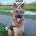 German Shepherd (Alsatian)