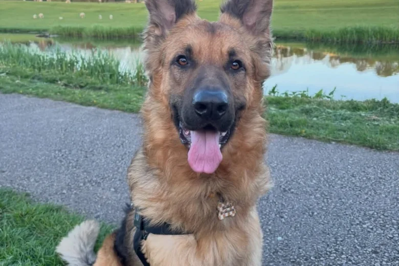 German Shepherd (Alsatian)