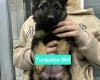 German Shepherd (Alsatian)