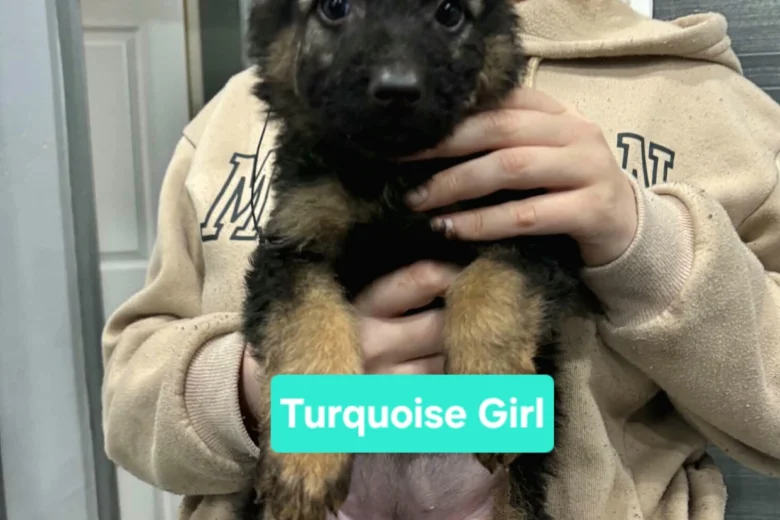 German Shepherd (Alsatian)