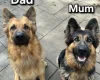 German Shepherd (Alsatian)
