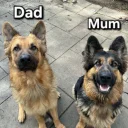 German Shepherd (Alsatian)