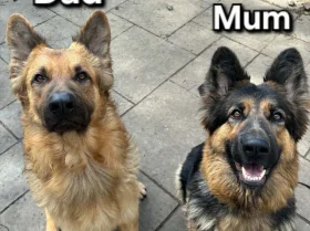 German Shepherd (Alsatian)