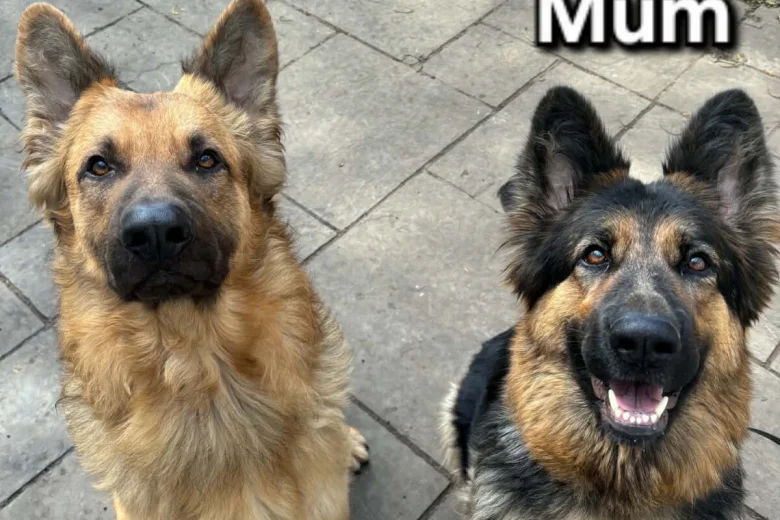 German Shepherd (Alsatian)
