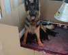 German Shepherd (Alsatian)