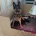 German Shepherd (Alsatian)